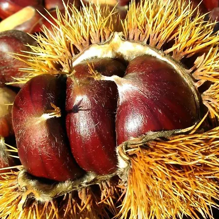 La Casina Rossa Della Fornace Casa vacanze Cutigliano